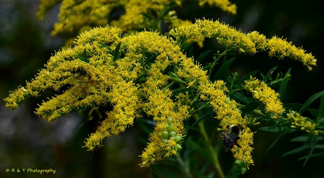 {Solidago altissima}